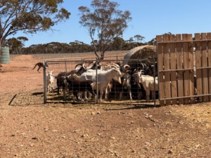 2025 Neighbouring land Goats - unable to be contained on the property