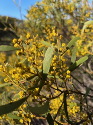 Acacia Microcarpa - Manna Wattle