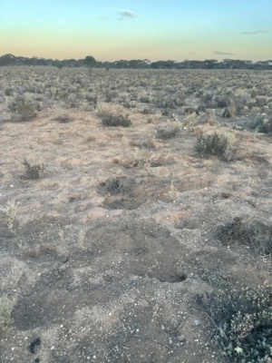 Damaged lands by Wombats and Roos