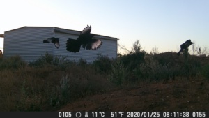 White winged chough