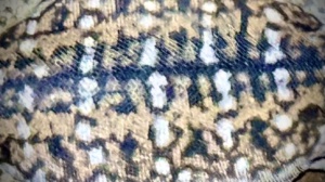 Beautiful Parquetry Pattern