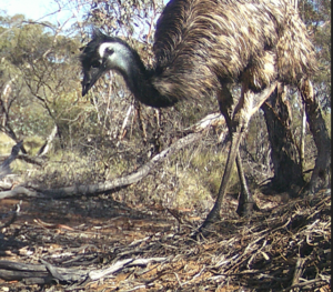 emu sec 226