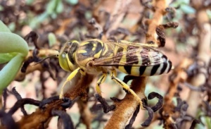Bembix flaviventris - Sand Wasp
