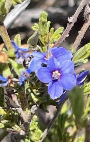 Rough halgania a carpet 227 October 2024