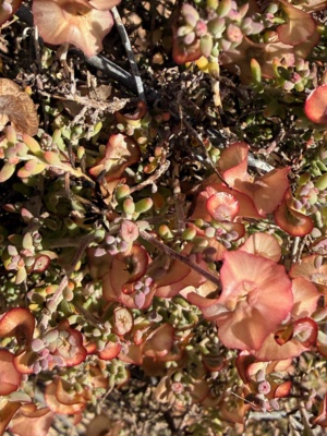 Rorhlach's Blue Bush - Fruiting Jan 2026