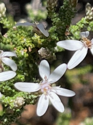stunning Olearia