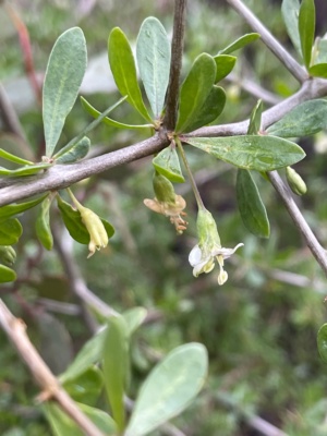 Box thorn 227
