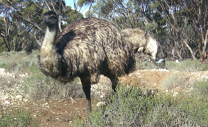 Emu on Section 13
