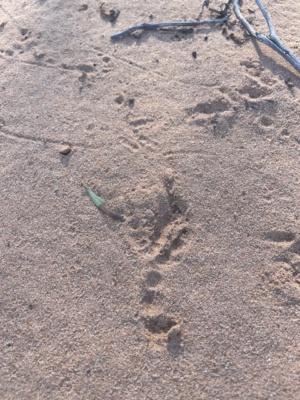 Bird of prey Footprints