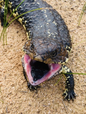 Shingleback on 215