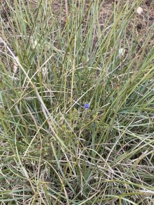 Halgania hiding in Lomandra