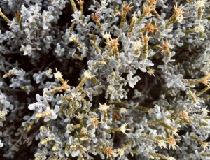 Blue Bush Daisy Cratystylis conocephala on Section 13 2024