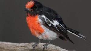 Red Capped Robin -  Credit Ellura