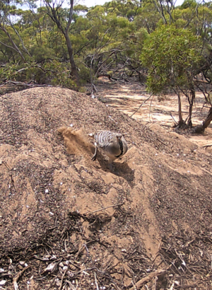 The Mallee fowl team