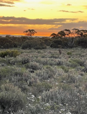 Evening Section 13 Chenopod shrubland