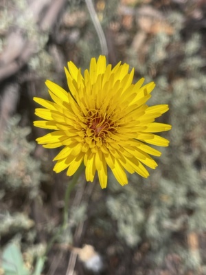 False Sow Thistle