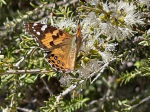 Bringing insects back into the gardens