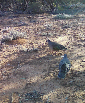 Bronze wings on 249 - Wildlfie camera