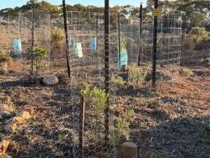 Revegetation  area repair to past damage Sect 13