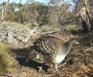 An attractive young Mallee fowl