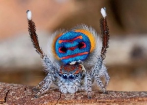 Peacock spider