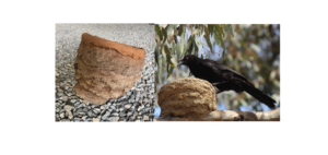 White winged Chough nest