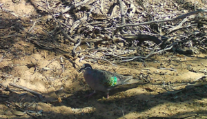 Common  - Australian Bronze wing