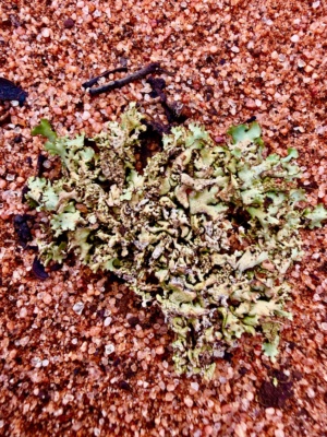 The beauty after much needed rain March 1 2026