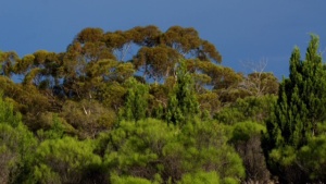 Brilliant colours- Ellura Sanctuary clarity - Photo Brett Smith