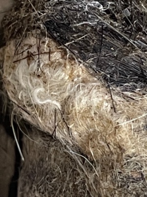 Owl Pellet - Found on 249  - Rodent hair
