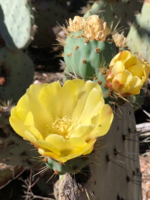 Wheel cactus in flower 227