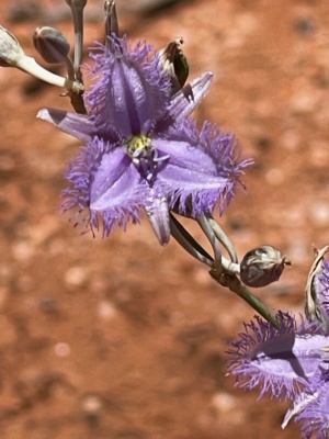 Mallee  Fringe Lilly - Thysanotus baueri