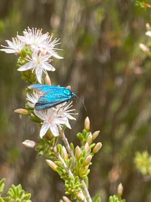 Satin Blue Forester Moth on a Fringe Myrtle