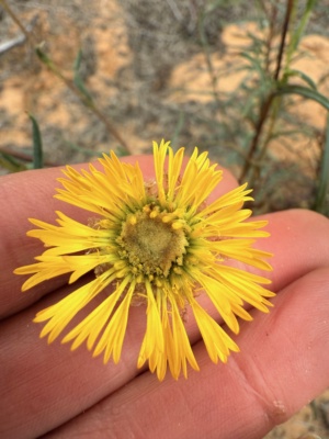 Pleated Copper Wire Daisy