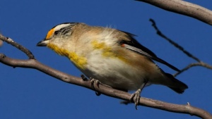 Straited pardalote - January 2026 - credit Ellura