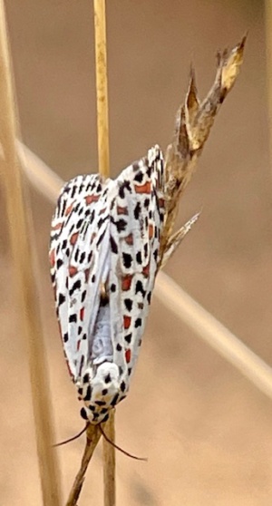 Heliotrope Moth also called Rattle Pods