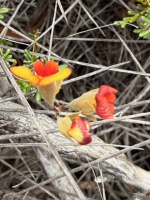 The Red Parrot Pea