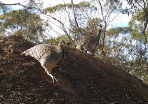 Mallee Fowl Magic