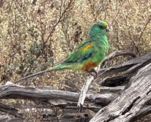 Male Mulga Parrot