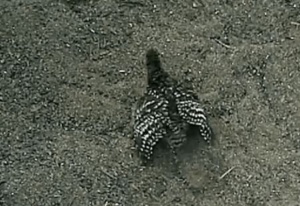Hatchling Mallee Fowl