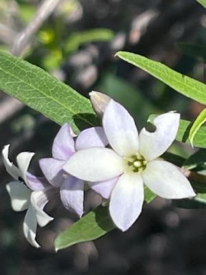 Native Apple Billardiera cymosa
