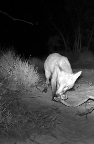 Fox caught on Remote Camera taking a bait