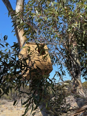 Possum Boxes  - Western Pygmy Possum Project - Landcare