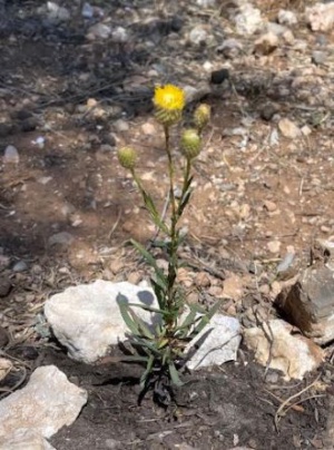 Podelepis, 2024 this year many plants are struggling