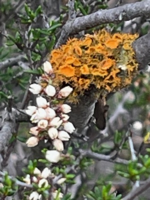 Lichen and Moss