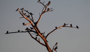 28 Tree Martins - credit Ellura