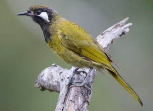 White Eared Honeyeater