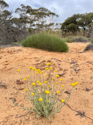 Triodia and sand. Senna country Sec 227