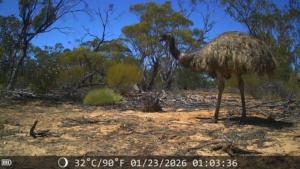 Emu on March 3rd 2026 - Section 215