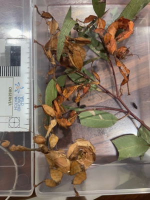 Keeping Invertebrates as pets